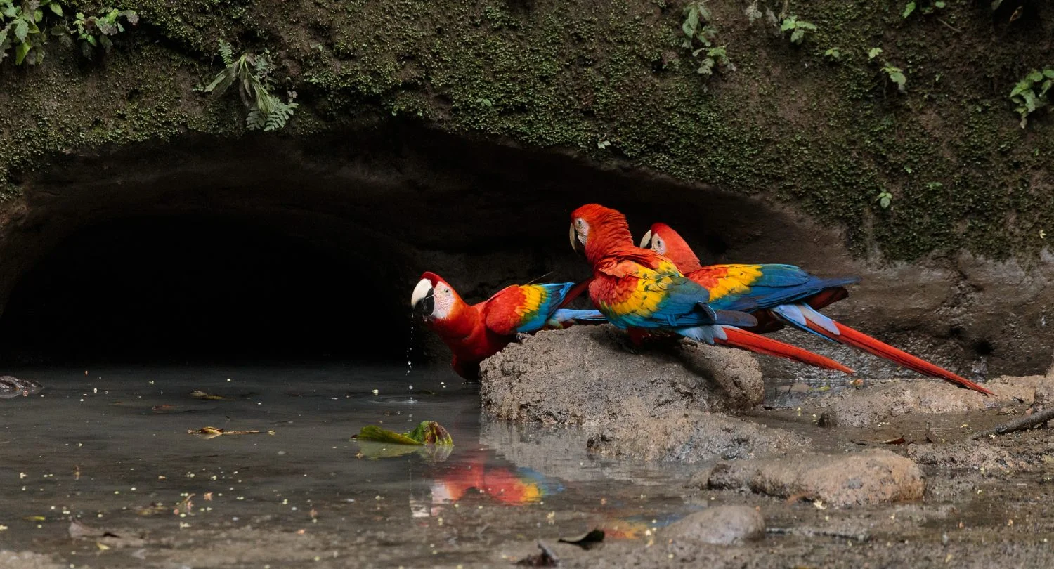 saladero de los loros anangu orellana turismo ecuador