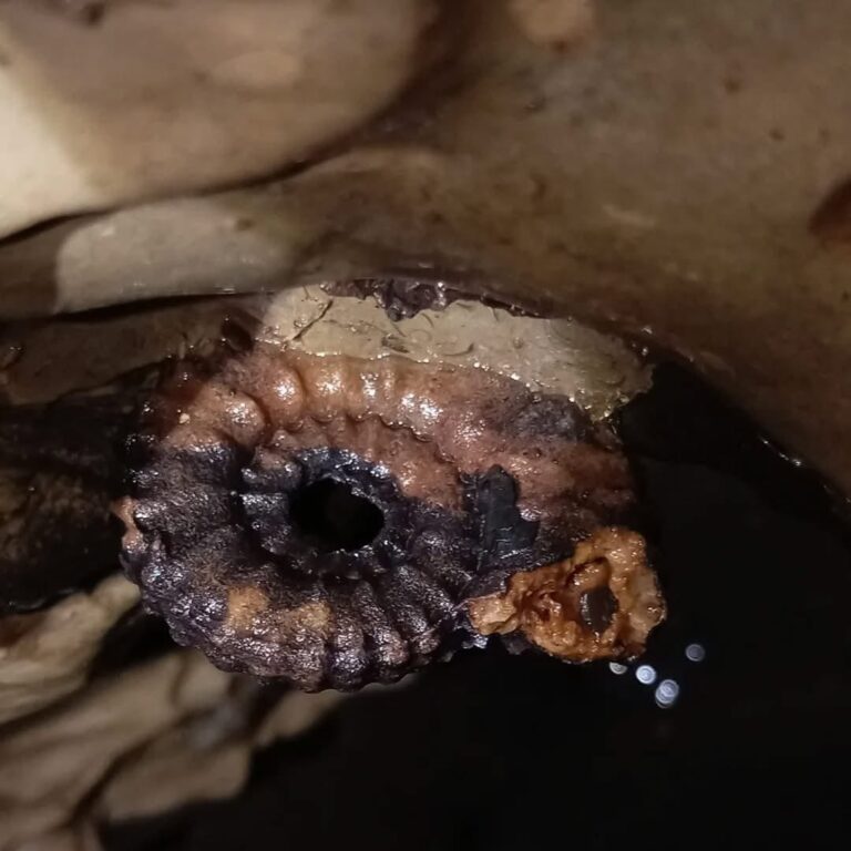 Viaja millones de años atrás
Explora cavernas con amonitas, conchas y restos petrificados reales
