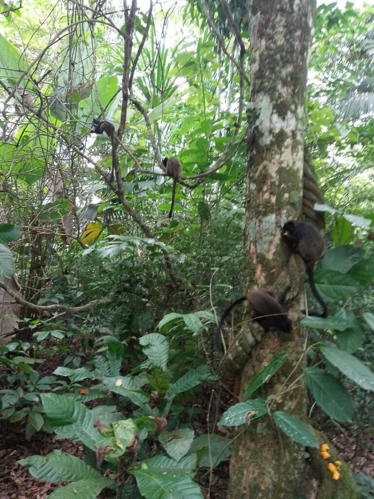 MONOS